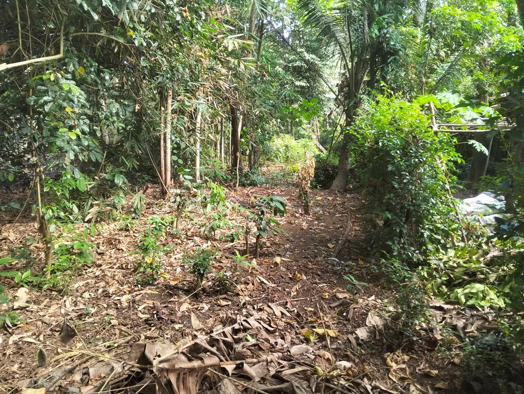 Tanah lelang Kab. Kulon Progo