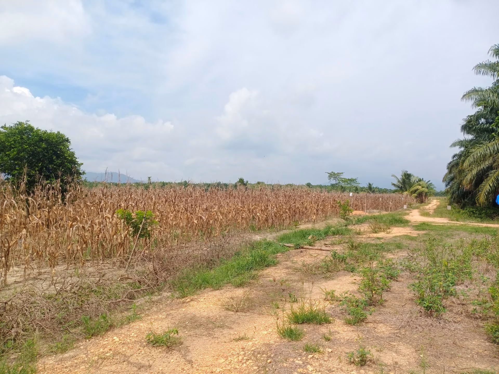 Tanah lelang Kab. Konawe
