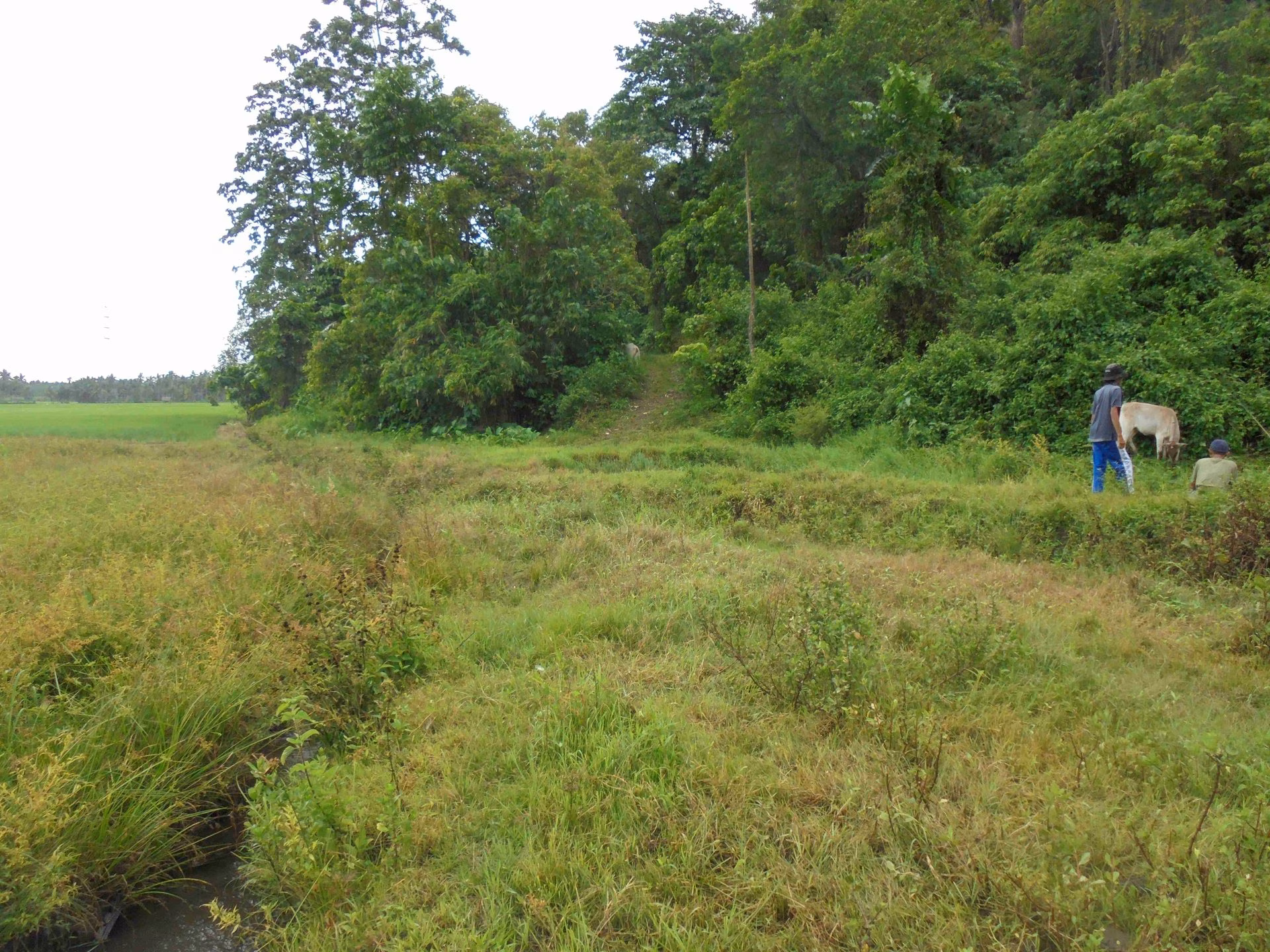 Tanah lelang Kab. Bolaang Mongondow