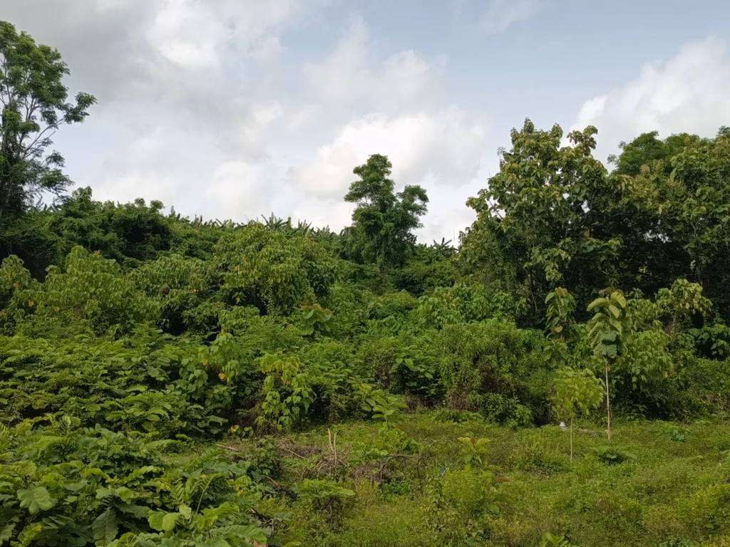 Tanah lelang Kab. Pinrang