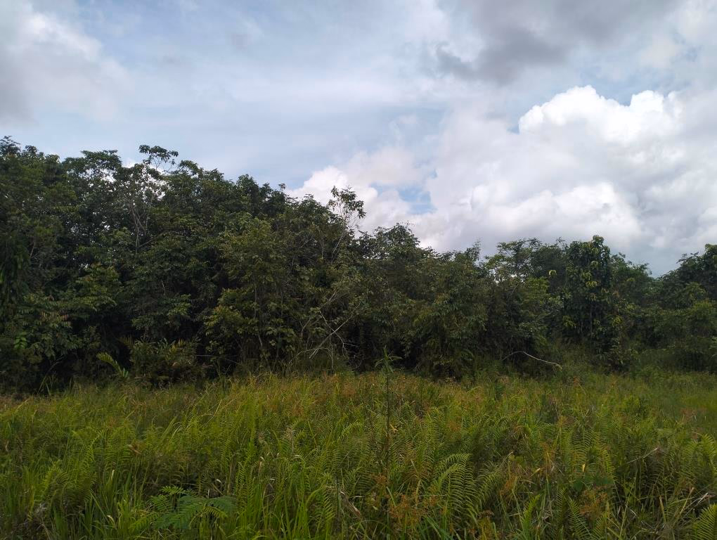 Tanah lelang Kab. Berau