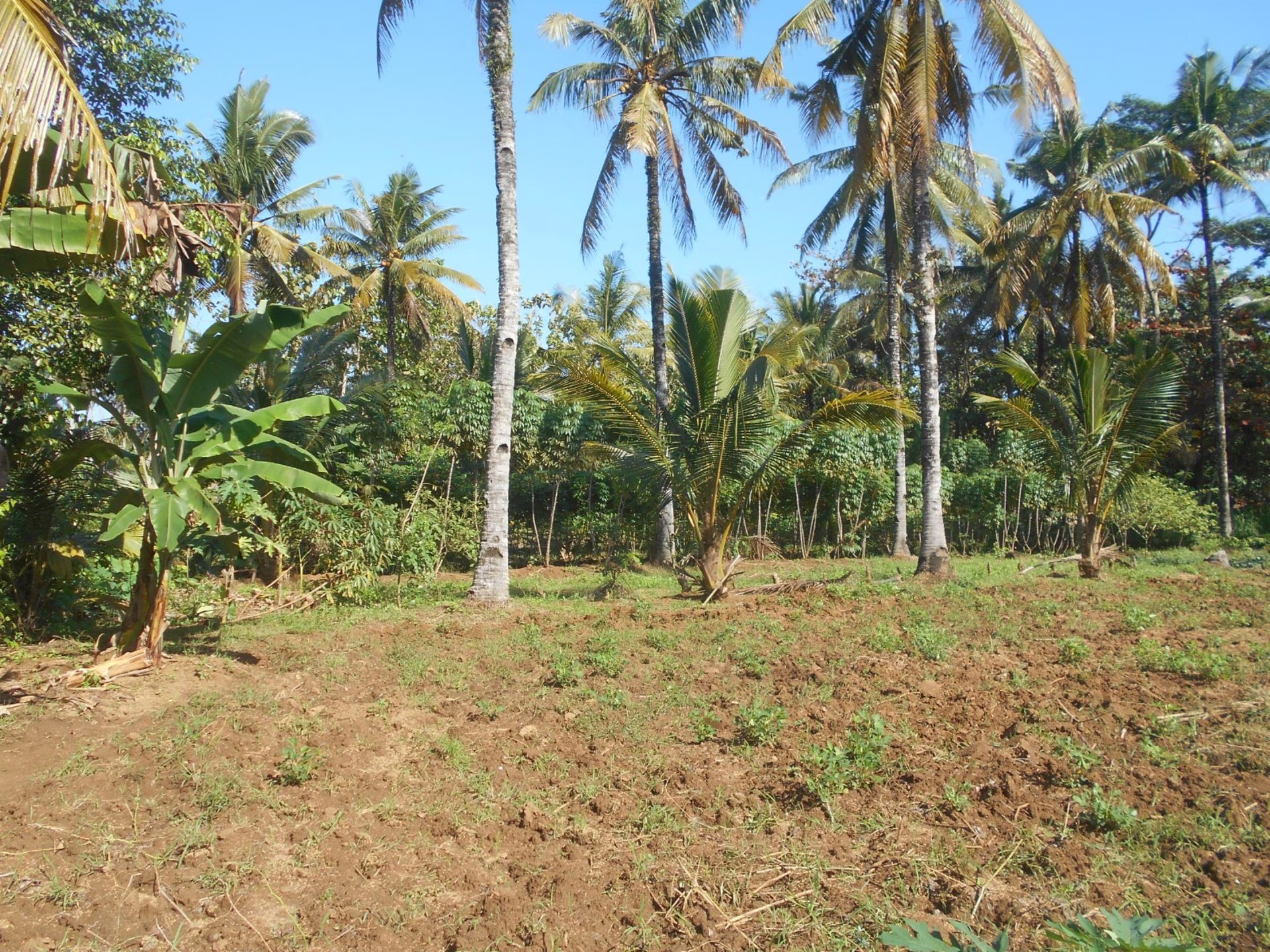 Tanah lelang Kab. Sukabumi