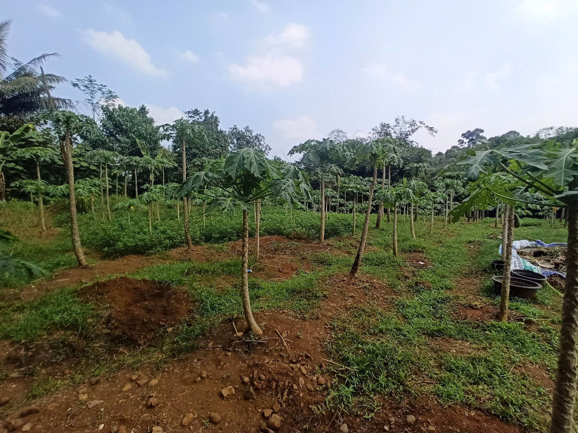 Tanah lelang Kab. Pandeglang