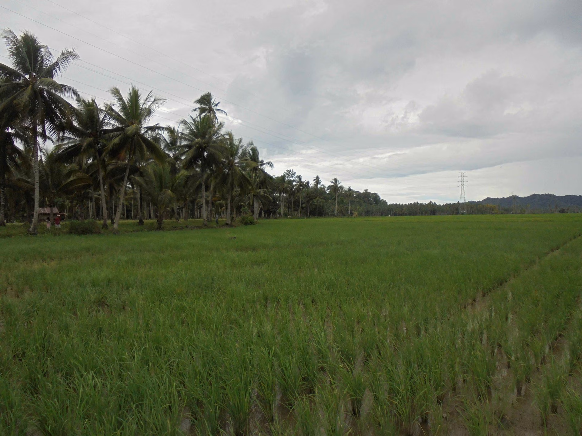 Tanah lelang Kab. Bolaang Mongondow