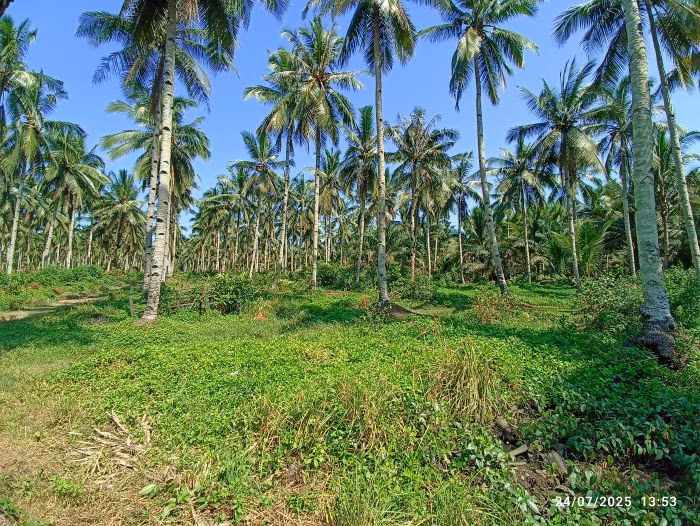 Tanah lelang Kab. Penajam Paser Utara
