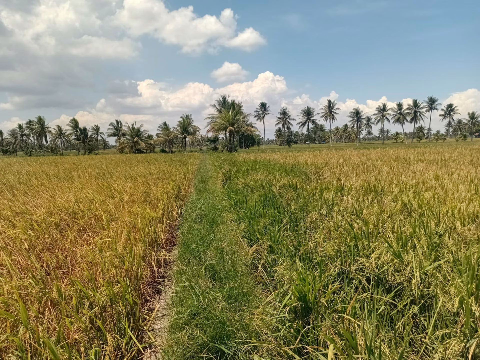 Tanah lelang Kab. Sidenreng Rappang