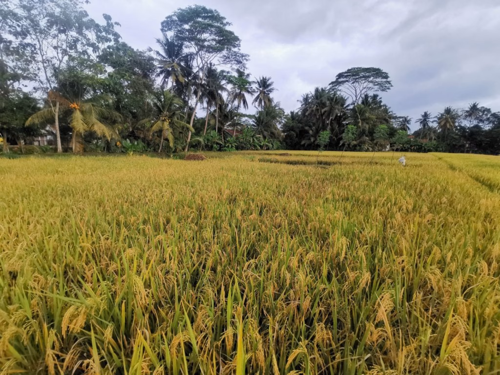 Tanah lelang Kab. Pangandaran